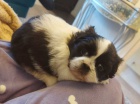 štěňata shih tzu