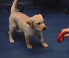 Zdravá štěňata labradorského retrívra pro adoprion.