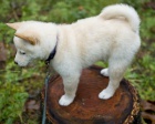 Zdravá štěňata shiba inu