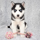 Blue eye sibiřský husky štěňata. Přijďte se zdravotními záznamy a rodokmenem.