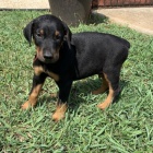 Krásná štěňata dobermana na prodej.