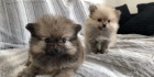 Krsn picl(Pomeranian) tata