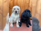 LABRADOR V BL A ERN