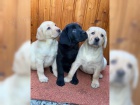 LABRADOR V BL A ERN