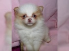 istokrevn Pomeranian/pic