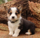 Welsh corgi pembroke