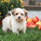 Kind Hearted Havanese tata!