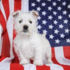 Milujc tata West Highland White Terrier