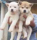 Japonská štěňata Akita Inu