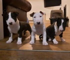 12 týdnů štěňata BullTerrier