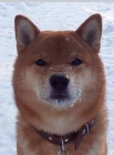 tata shiba inu