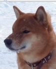 tata shiba inu