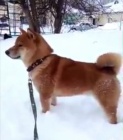 tata shiba inu