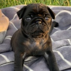 Kr�sn� o�kovan� �ern� a b�ov� �t��ata mops� na prodej. 