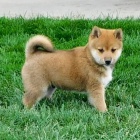 shiba inu pro prodej.