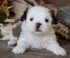 tata shih tzu na prodej.