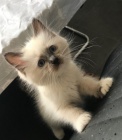 Prodej koťat Ragdoll