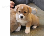 Pembroke Welsh Corgi