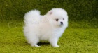 pomerania