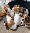 Štěňata Jack Russell teriéra