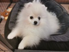 Pomeranian - pic  s PP FCI