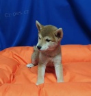 tata Shiba Inu//