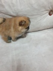 Pomeranian tata medvdka