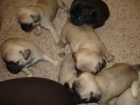 štěňátka Pug