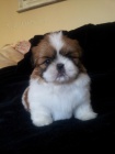 rozkošná štěňata shih tzu
