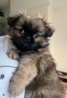 Rozkon tata pekinz