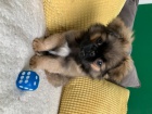 Rozkon tata pekinz