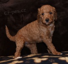 Roztomil tn Goldendoodle k adopci.