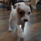 Krsn jack russell psi na prodej