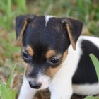 Jack Russell na prodej.