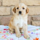 Svdn Goldendoodle