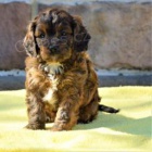 Milujc Cavapoo