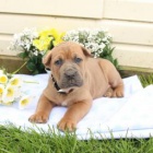 Sweet Cane Corso (italsk doga)