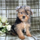 Okouzlujc Yorkiepoo