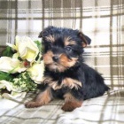 Okouzlujc Yorkiepoo