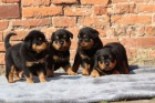 12 týdnů stará štěňata rotvajlerů k adopci
