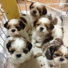 Roztomilá štěňata Shih Tzu k adopci