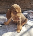 Bloodhound Štěňata pro dobré domovy