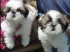 tata Shih Tzu s dechem