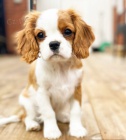 K dispozici tata Super Cavalier King Charles Spaniel.