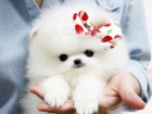 Roztomil -beautiful lek Pomeranian tata