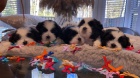 6 krásných štěňat Shih Tzu pro adopci