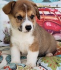 K dispozici jsou istokrevn registrovan tata Pembroke welsh corgi