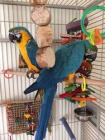 Mod a zlat papouci papouk k optovnmu nasazen