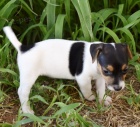 získejte úžasná a zdravá štěňata jack russell na prodej.