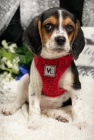TRIKOLRA tata Beagle jsou nyn k dispozici a pipravena k prodeji